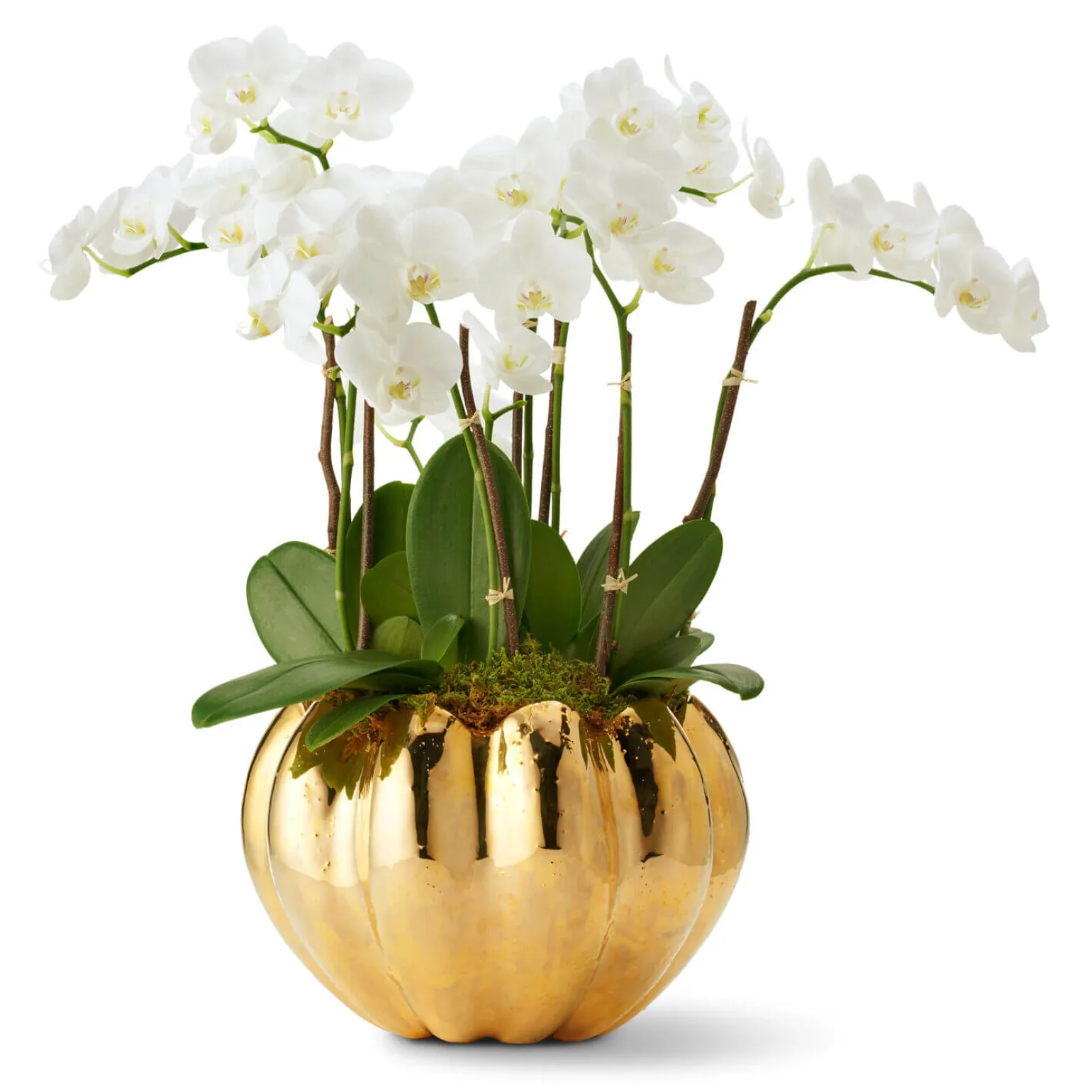 mirabelle_cachepot_gold_1.webp Mirabelle Cachepot Gold